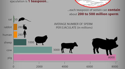sperma-faq