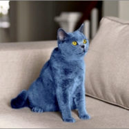 smarties-blue-cat