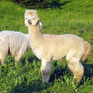 alpaka