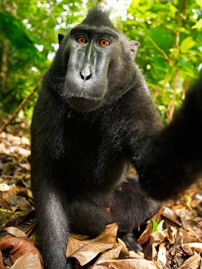 Macaca_nigra_self-portrait_1