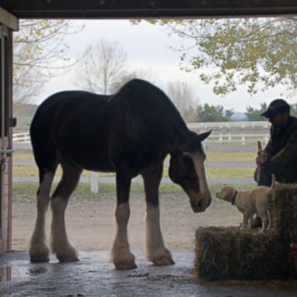 budweiser_lost_dog_superbowl_ad_2015