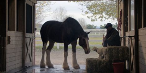 budweiser_lost_dog_superbowl_ad_2015