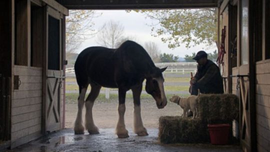 budweiser_lost_dog_superbowl_ad_2015