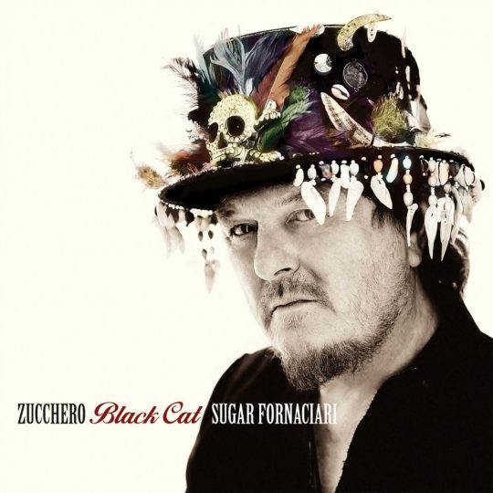 zucchero-black-cat