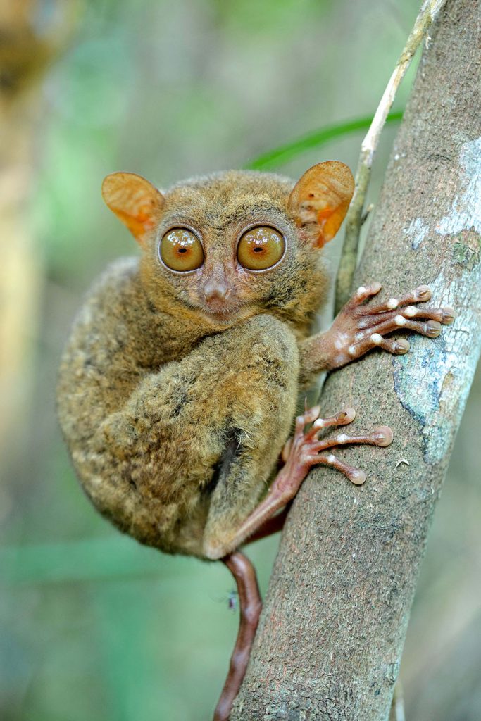 Monkeys Revealed