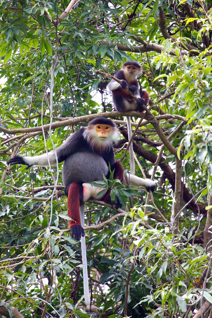 Monkeys Revealed