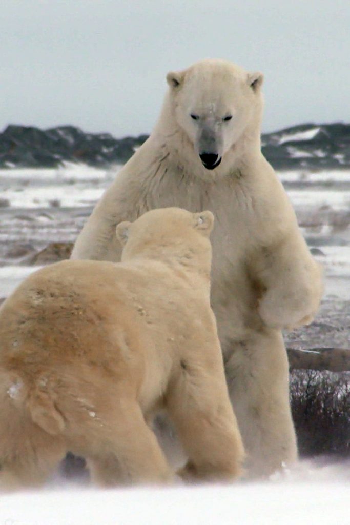 viasat-nature-Polar bear town-1