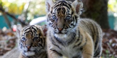 Tigers About the House