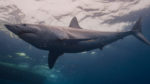 shark-week-discovery-chanel-2019-teden-morskih-psov-4