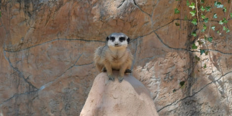 zoo-ljubljana-surikata