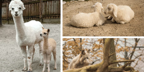 odprt zoo ljubljana živalski vrt 2021