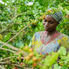 Barcaffe plantaža v Rwandi