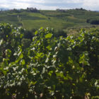Goriska-Brda-Klet-Brda-past-za-skodljivce-Trapview