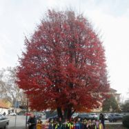 Drevo leta 2022 Ljubljana perzijska bukev (Parrotia persica)