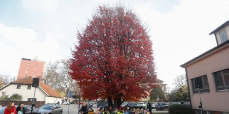 Drevo leta 2022 Ljubljana perzijska bukev (Parrotia persica)