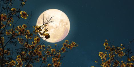 Polna Luna maj 2025 (cvetlična polna luna)  Kdaj je polna Luna maj 2025