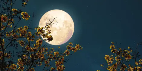 Polna Luna maj 2025 (cvetlična polna luna)  Kdaj je polna Luna maj 2025