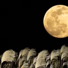 Super polna luna oktober 2025 superluna  Žetvena polna Luna v oktobru bo prva superluna (super polna Luna) v letu 2025