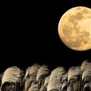 Super polna luna oktober 2025 superluna  Žetvena polna Luna v oktobru bo prva superluna (super polna Luna) v letu 2025