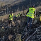 McDonald's Slovenija z zasaditvijo 3.000 dreves tudi letos pomaga pri obnovi pogorišč na Krasu