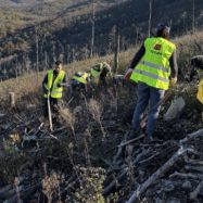 McDonald's Slovenija z zasaditvijo 3.000 dreves tudi letos pomaga pri obnovi pogorišč na Krasu