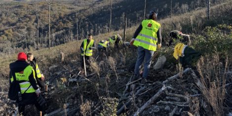 McDonald's Slovenija z zasaditvijo 3.000 dreves tudi letos pomaga pri obnovi pogorišč na Krasu
